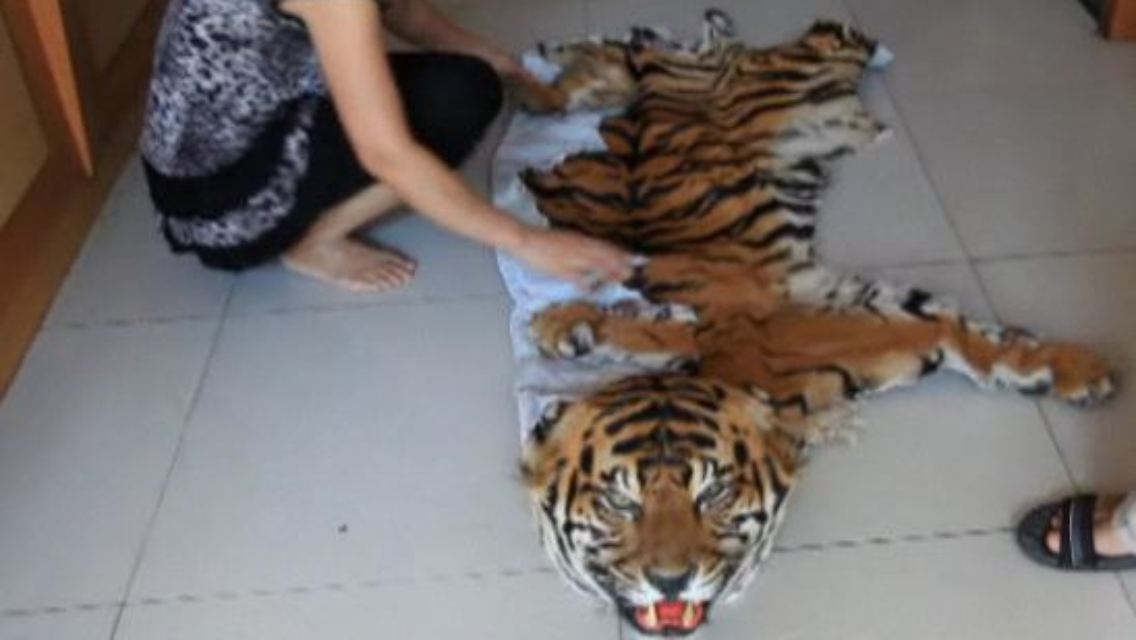 Tiger.jpg
