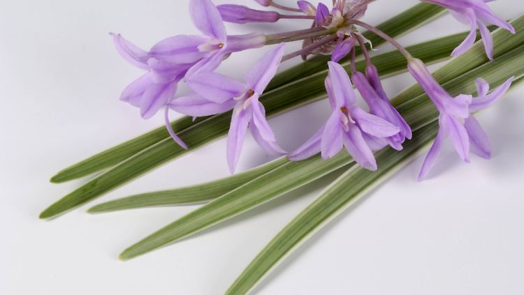 Blätter und Blüten des Knoblauchgrases schmecken und sehen sehr hübsch aus.