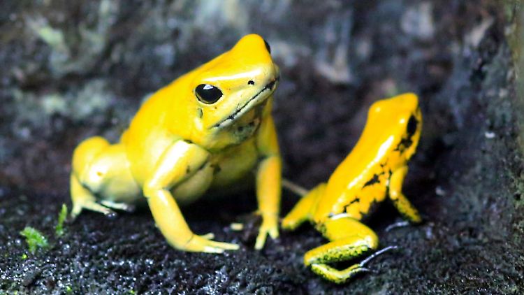 Phyllobates terribilis ist an der Grenze zu Panama beheimatet.