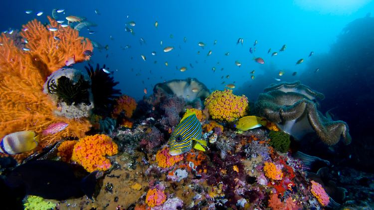 Korallenriff auf den Raja-Ampat-Inseln im Süden Indonesiens.