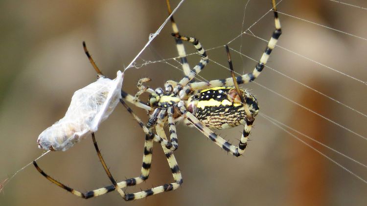 Radnetzspinne (Argiope trifasciata) mit einer gefesselten Beute im Netz.
