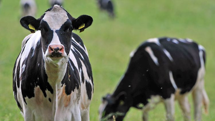 Wegen des steigenden Fleischbedarfs werden immer mehr Rinder gehalten. Derzeit sind es 1,5 Milliarden weltweit.
