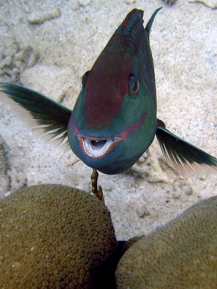 Papageifische suchen tagsüber Putzerfische auf, um sich von Parasiten befreien zu lassen.