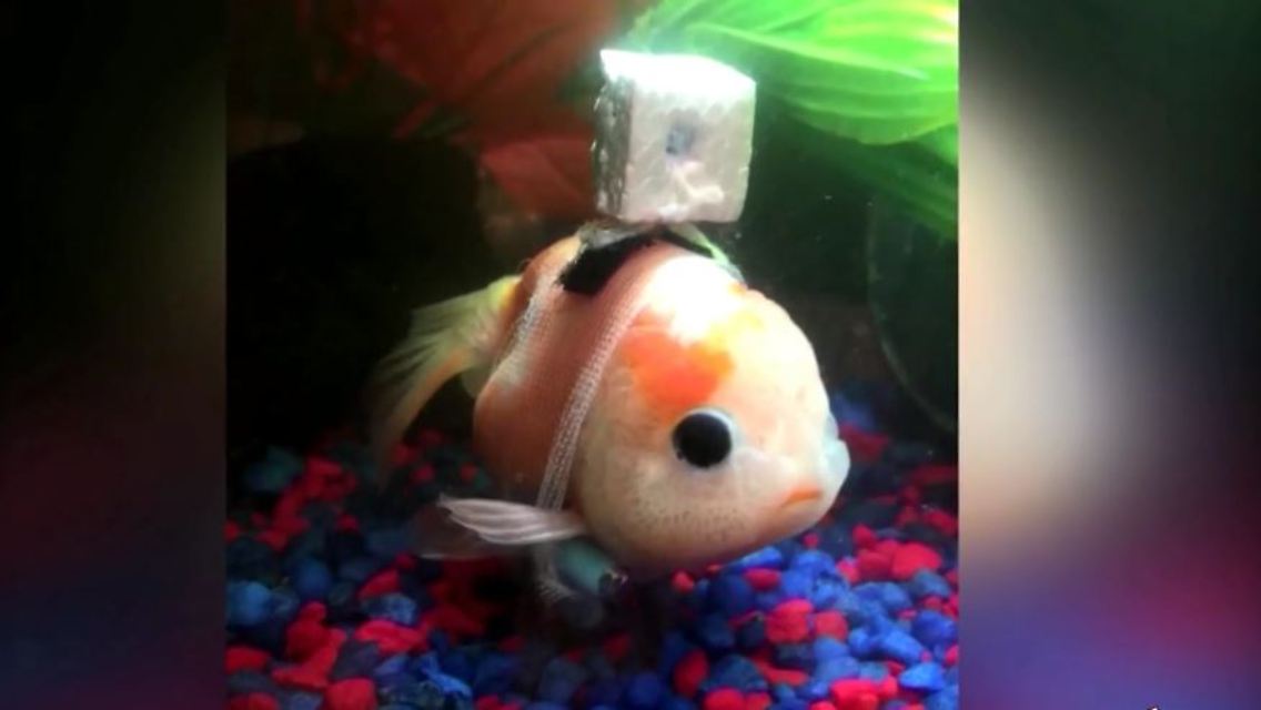 goldfisch1.JPG
