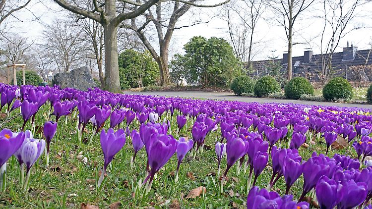 Auch wenn die Krokusse schon prächtig blühen: Wettertechnisch lässt der Frühling weiter auf sich warten.