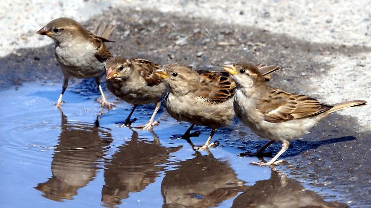Die frühen Vögel. 