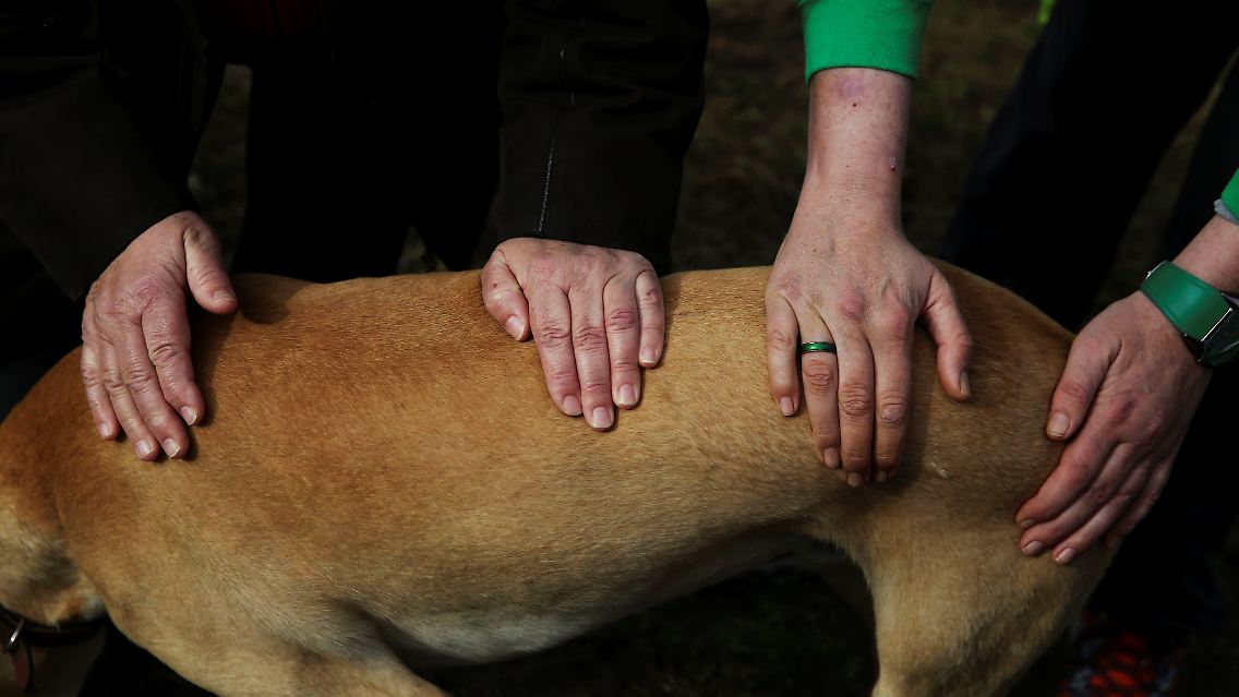 Die Patienten sind 24 Stunden am Tag verantwortlich für die Tiere.