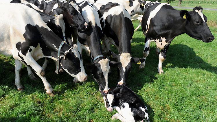 Die Milch der deutschen Kühe ist zu billig - exzessive Niedrigpreise wie 46 Cent pro Liter gehören zwar der Vergangenheit an, doch bei den Bauern kommt noch immer nicht viel an.