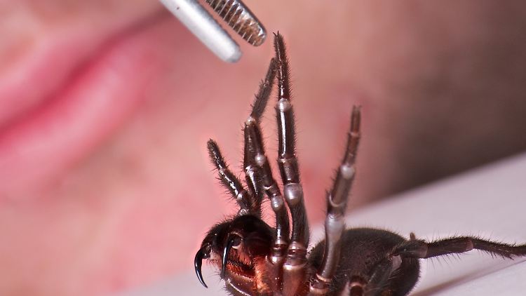 Kann auch nützlich sein: Eine Trichternetzspinne (Atrax robustus) wird zum Melken auf einen Tisch gelegt.