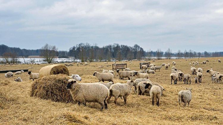 Der "Müritzhof" von Matthias Ruoff liegt am Plauer See in Mecklenburg-Vorpommern - weitab vom Schuss.
