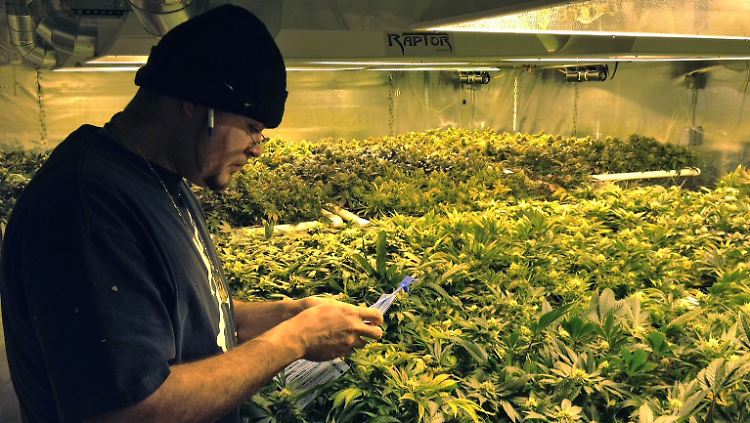 Hier bauen Profis an. Die US-Cannabis-Branche ist eine Milliarden-Industrie.