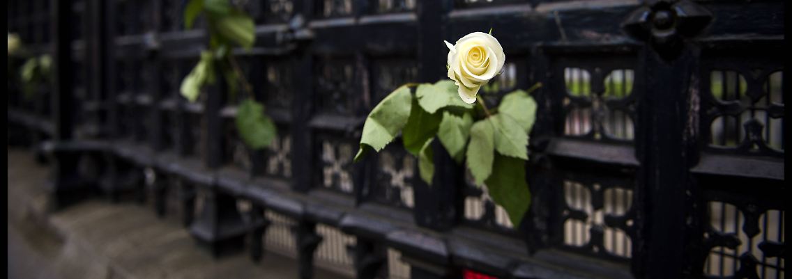 Eine Rose steckt im Zaun am Parlamentsgebäude in Westminster.