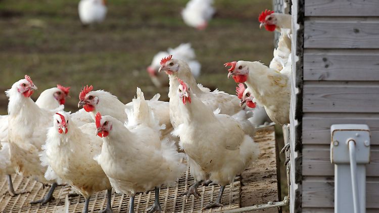 Viele Tiere müssen seit Wochen in den Ställen bleiben.