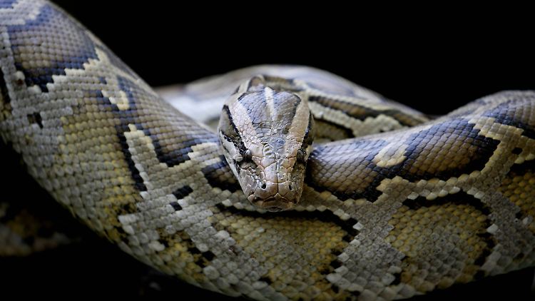 Die Python-Schlange tötet ihre Opfer nicht mit Gift, sondern erwürgt sie.