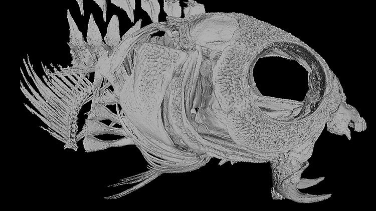 Säbelzahn-Schleimfisch mit geöffnetem Maul, unten sind die Eckzähne im Unterkiefer zu sehen. Das Gift des Fisches, das Heroin ähnlich ist, kann zur Schmerzbehandlung eingesetzt werden.