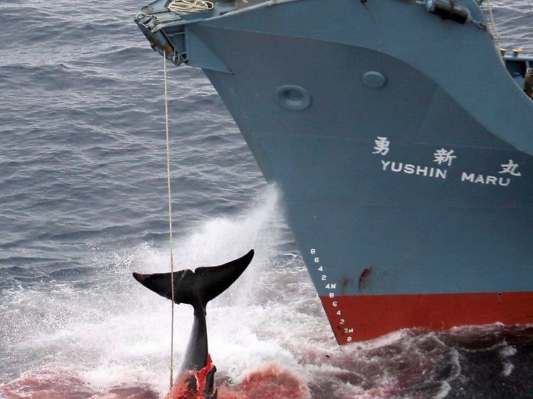 Ein harpunierter Wal wird an Bord des japanischen Walfangschiffes "Yushin Maru" gezogen. (Archivbild)