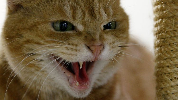 Von wegen unsozial: Eine Studie zeigt, dass Katzen den Kontakt mit Menschen mögen. 