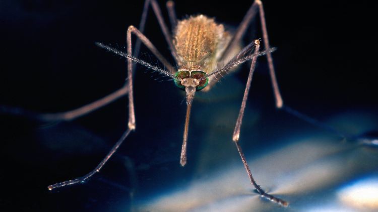 Na, hören Sie sie? Das Summen erzeugt die Mücke im vorderen Körper mithilfe ihrer Flugmuskulatur.