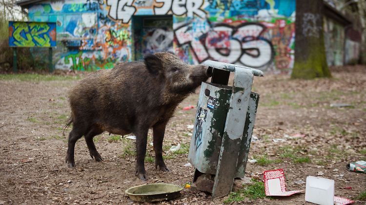 Gibt es genug natürliche Nahrung, dann halten sich Wildschweine fern von den Lebensmittelresten der Menschen. 