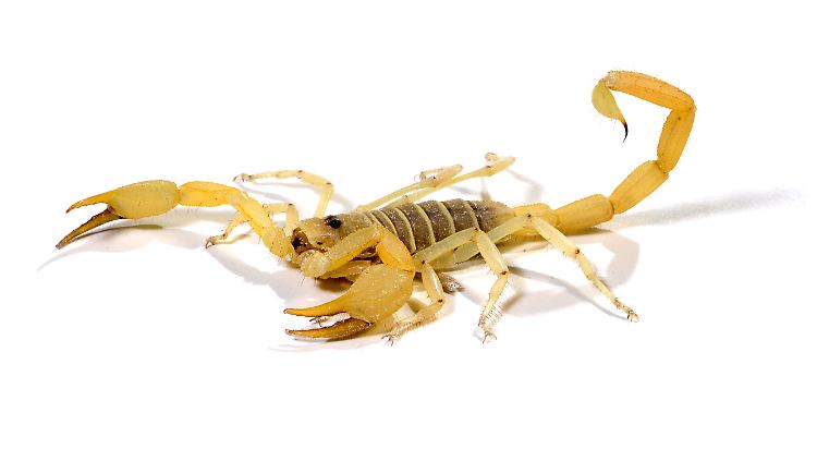 Ein Smeringurus mesaensis. Das Tier wird auch Sandskorpion oder Dünenskorpion genannt.