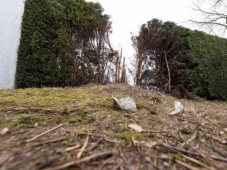 Die Spurensicherung ist abgeschlossen: Eine zerfetzte Hecke zeugt am Tatort von der Brisanz der gezündeten Sprengsätze.