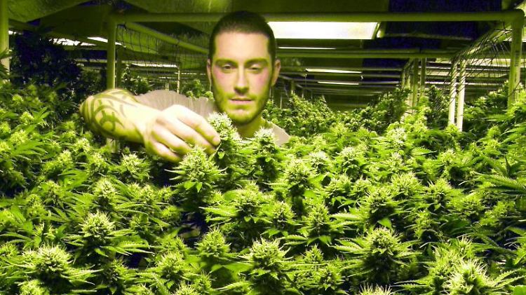 Der Anbau von Cannabis zu medizinischen Zwecken wird in Deutschland von der neuen Cannabisagentur des Bundes gesteuert.