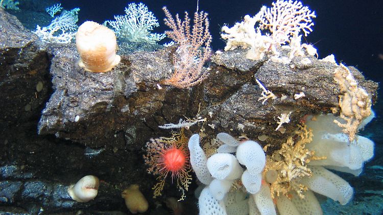 Korallen, Seeanemonen, Manteltiere auf Seebergen, aufgenommen bei der IUCN-Seeberg-Expedition im November 2011 im südlichen Indischen Ozean.