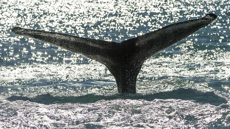 Wer zum Whale-Watching nach Irland fährt, hat das ganze Jahr über Chancen, die Tiere anzutreffen.