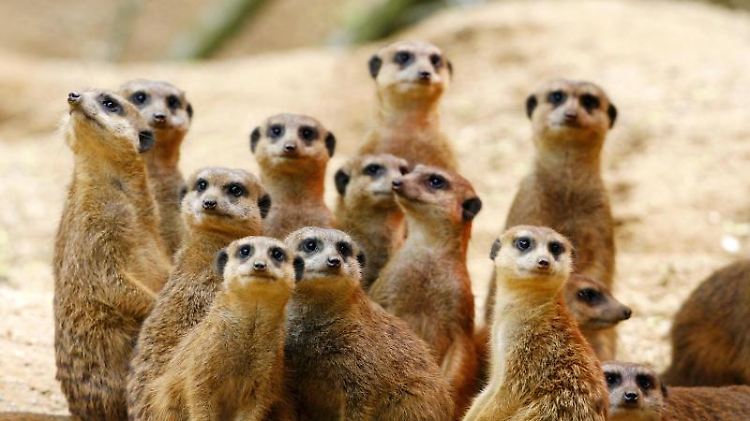 Ein Erdmännchen kommt selten allein. Das gilt auch für die tierischen Krimi-Hauptdarsteller.
