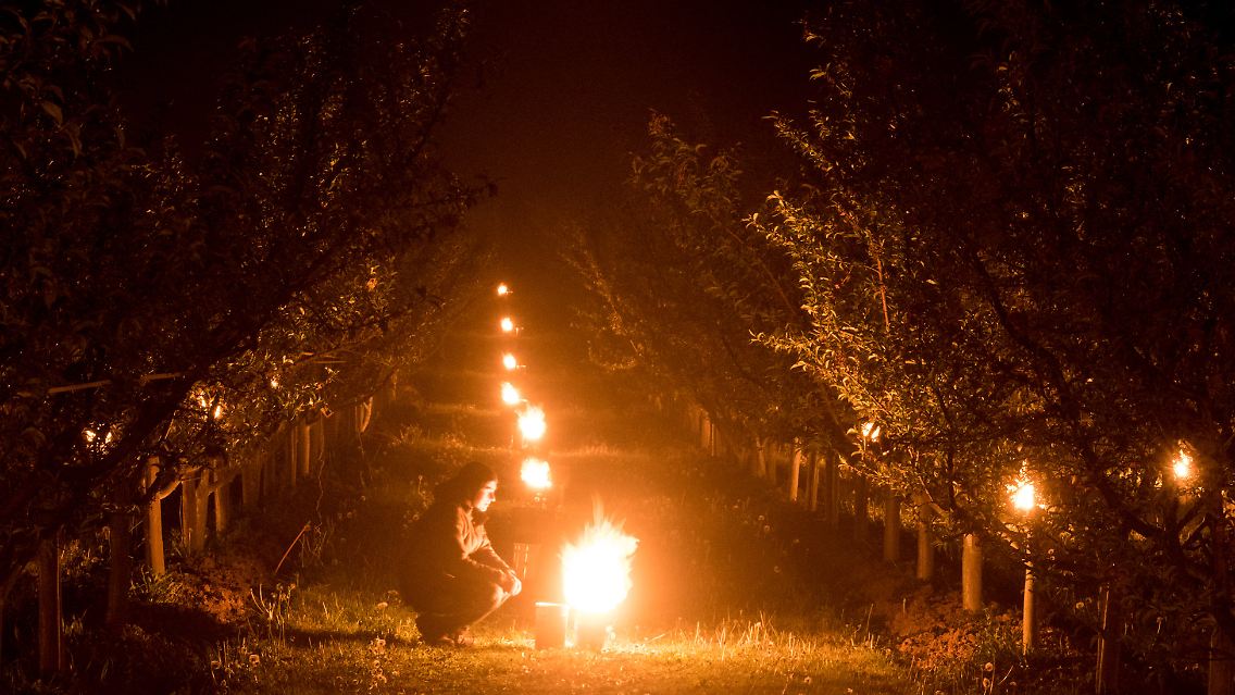 Diese Lichterpracht hat etwas Weihnachtliches - doch das festliche Glühen ist kein verfrühter Festtagsschmuck. Riesige Wachskerzen in Eimern brennen zwischen Pfirsichbäumen im baden-württembergischen Norsingen.
