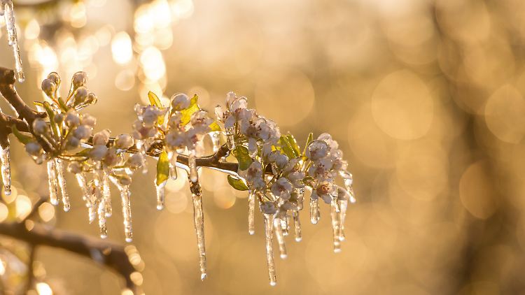 Je weiter eine Blüte aufgeblüht ist, umso empfindlicher ist sie bei Frost.