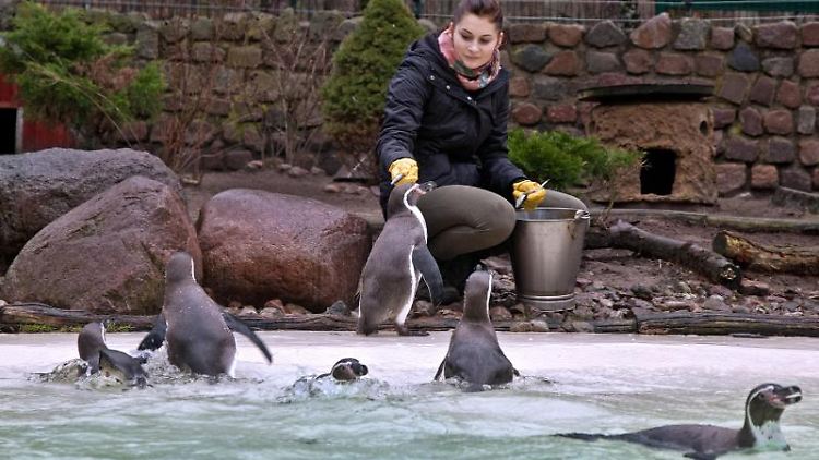 Ja, auch die Arbeit mit Pinguinen kann neue Perspektiven eröffnen.
