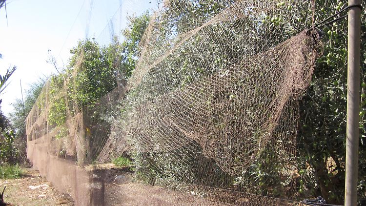 Netze hängen auf Zypern, um damit Vögel zu fangen. Auf der Mittelmeerinsel werden Wildvögel illegalerweise gejagt.