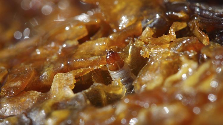 Die Larve der Wachsmotte fühlt sich in Plastiktüten offensichtlich genauso wohl wie in Bienenwaben.
