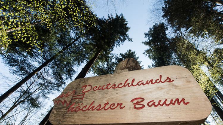 Mit 107 Jahren bringt "Waldtraut" es auf stolze 66,58 Meter.