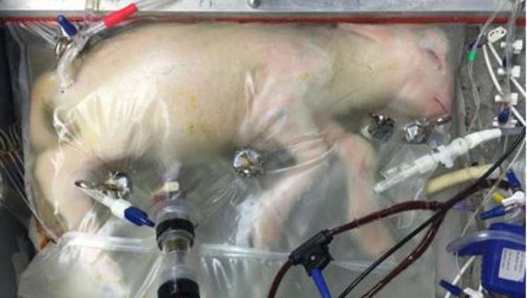 Ein Lamm wächst in einem sogenannten Biobag heran.