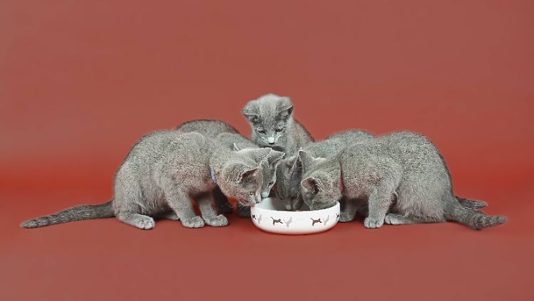 Ob Katzen mäkelige Esser sind oder nicht, hängt auch davon ab, wie abwechslungsreich sie in ihren ersten Lebenswochen gefressen haben.