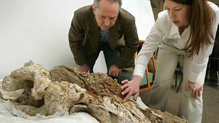 Die Forscher-Gruppe vom San Diego Natural History Museum analysiert die gefundenen Mammut-Fossilien seit über 20 Jahren. 