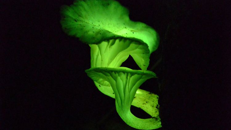 Neonothopanus gardneri im Dunkeln.