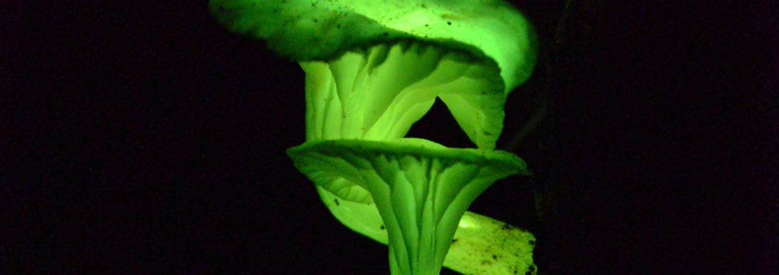 Pilz.jpg
