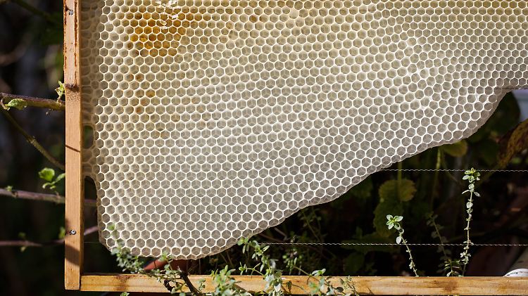 Die Struktur ist effizient und stabil. Aber "wissen" Bienen das?