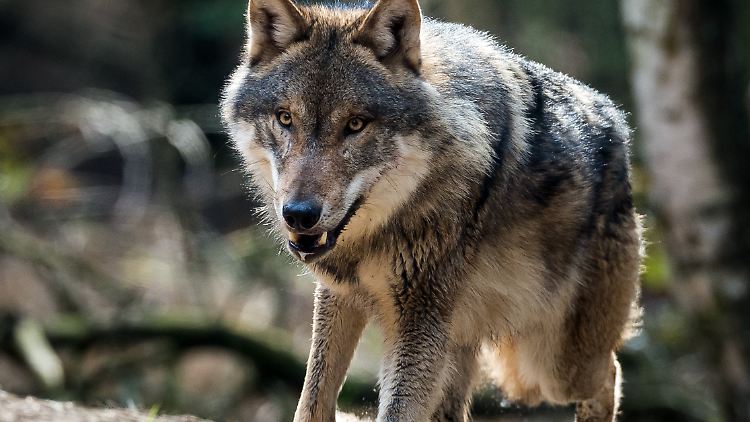 120 bis 130 Wölfe wurden im vergangenen Jahr in Deutschland gezählt.