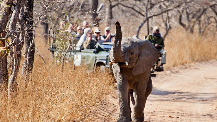 Die Urlauber wollen oftmals die "Big Five" aus nächster Nähe erleben.