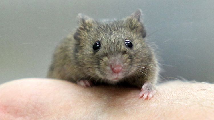 Mäuse atmen natürlicherweise durch die Nase.