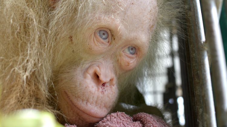 Das Orang-Utan-Weibchen befindet sich mittlerweile in einem Tierheim.