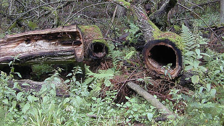 In Bialowieza ist der Wald noch unberührt - bis jetzt.