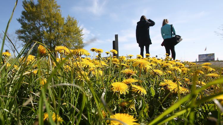 Vielerorts blüht schon der Löwenzahn.