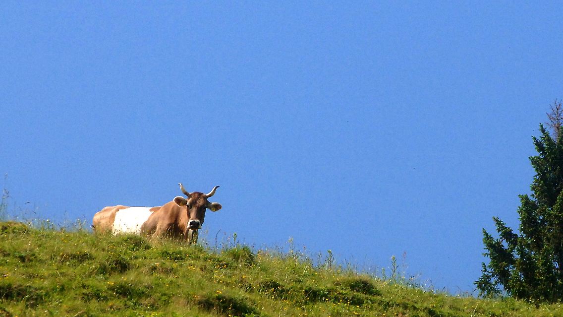 Nicht jede Kuh ist Wanderern gegenüber aufgeschlossen.