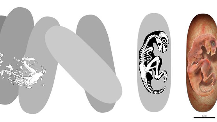 Dinosaurier-Eier, das Skelett eines Babys und der Embryo der Art Beibeilong im Ei.