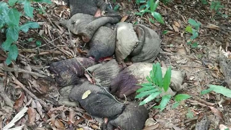 Im Dschungel von Myanmar: von Wilderern abgetrennte Hautteile und Gliedmaßen eines Elefanten.
